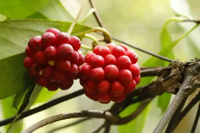 藤状植物南五味子,果实是农村孩子的零食非常甜,又被称为痔疮果