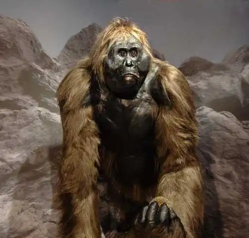 巨猿要是吃肉,估计就没人类什么事了!