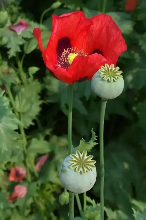 总第1176期>|毒品|罂粟|古柯|多肉植物|植树节(3月12日)_网易订阅