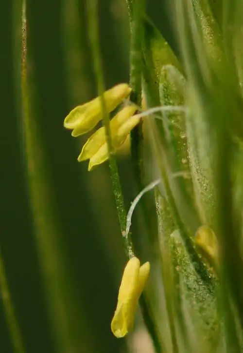 小小麋鹿【花语字典】wheat(triticum)小麦.花语:繁荣