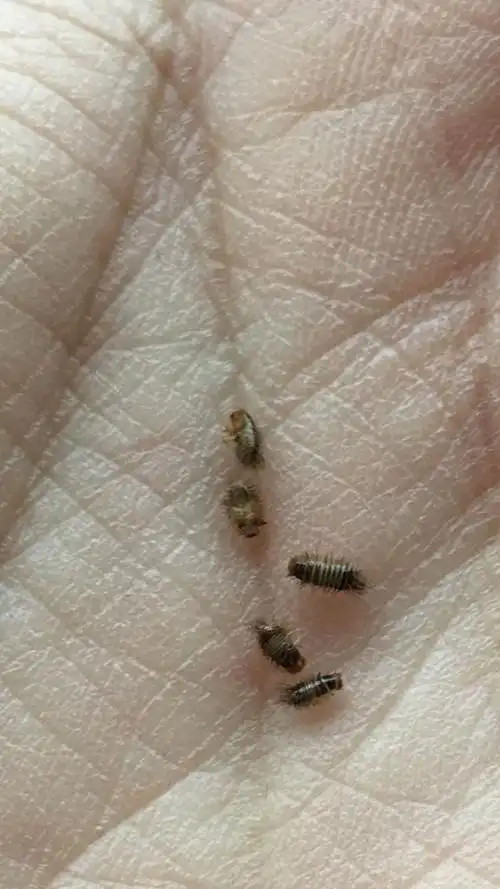 床上发现的,这是什么虫啊,会咬人么,床就二十多天没睡