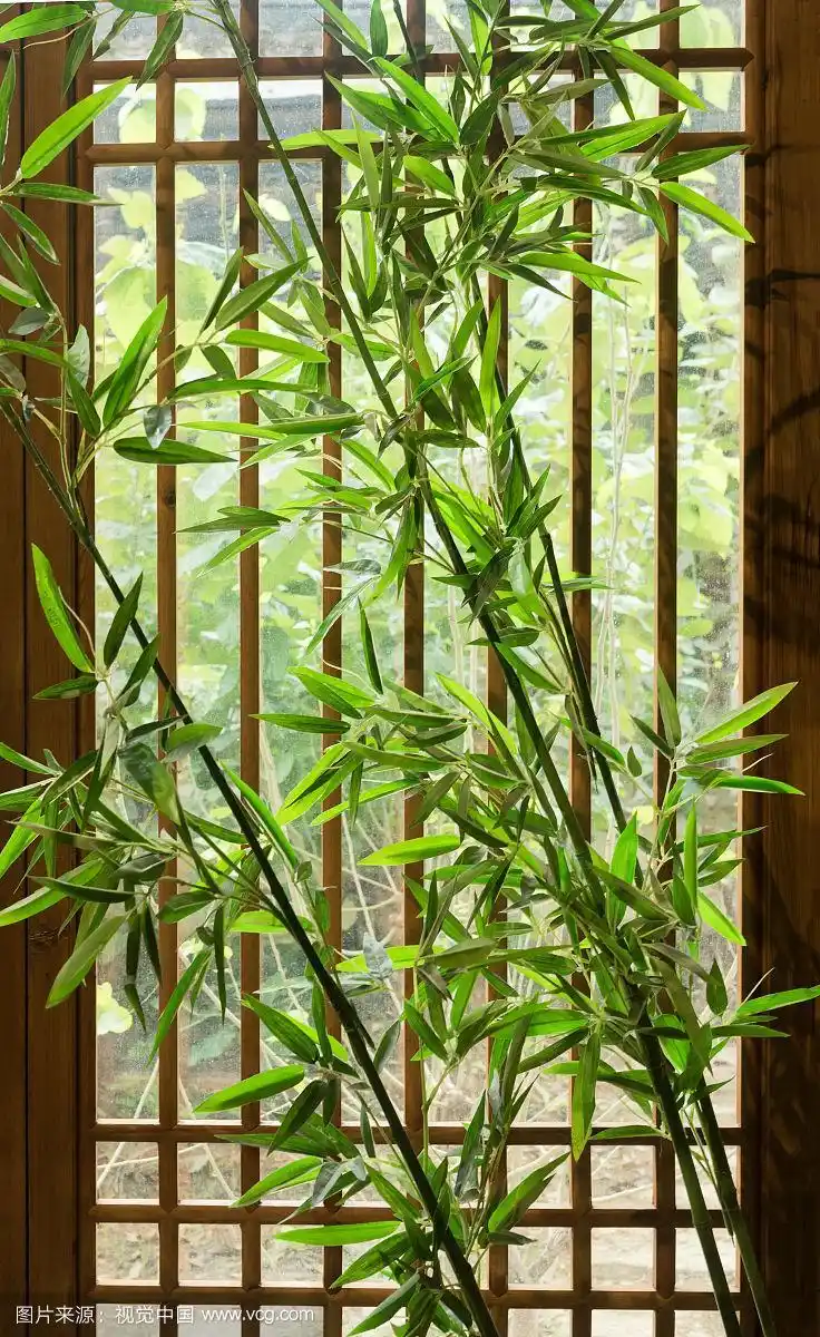 种植着竹子的禅意庭院窗口