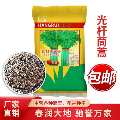 丰产种子四季易种阳台盆栽实杆割茬茼蒿蔬菜种籽 新品千里香茼蒿种子