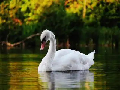 美丽的白色天鹅图片