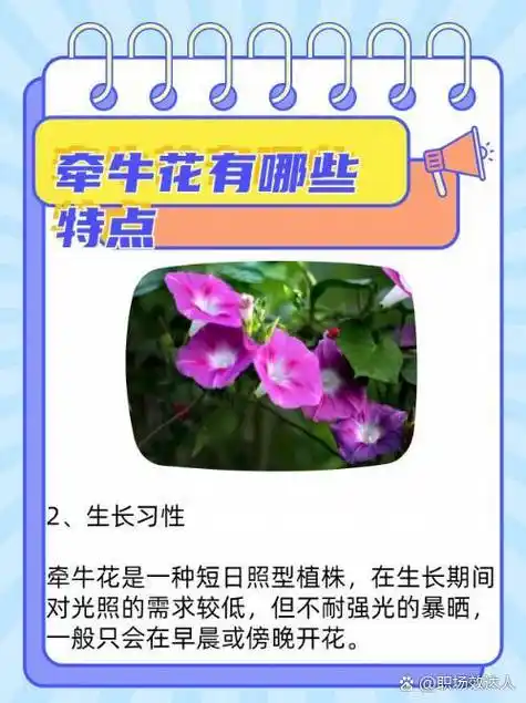 "外形特点,牵牛花花冠呈漏斗状,整个花朵造型和喇叭类似;生长习性