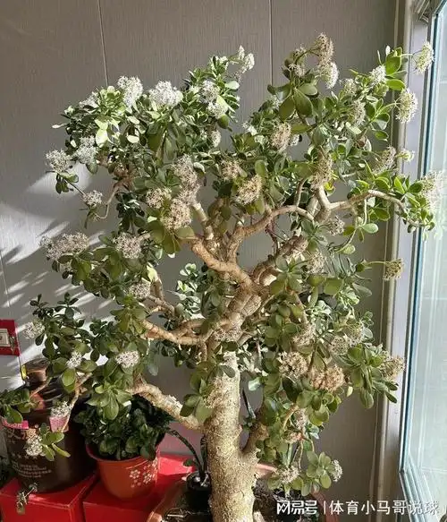 "50岁"的玉树长啥样! 玉树琼花, 一次开花上千朵, 不似人间物|繁花|花