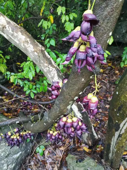 清源山油麻藤 - 美篇