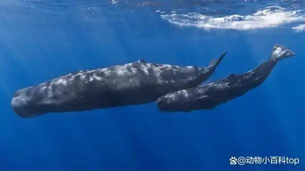 世界上十大体型最大的鲸鱼,我猜你知道蓝鲸