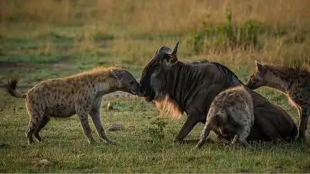 野狗群围攻落单角马,角马疼的嗷嗷大叫