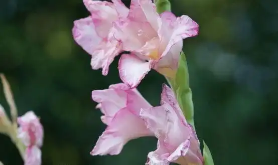 唐菖蒲高清大图