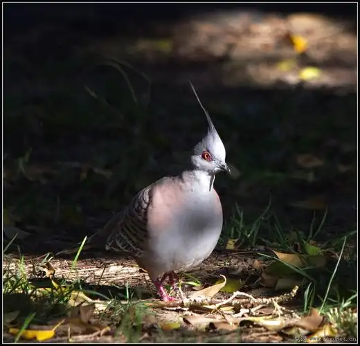 澳洲拍鸟13冠鸠澳洲随拍13美女冲浪