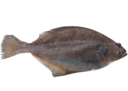 小偏口鱼 小嘴鱼长脖鱼新鲜冷冻小鼓眼鱼 小比目鱼深海野生 直销