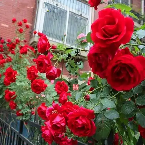 欧月月季花御用马车藤本爬藤赛蔷薇