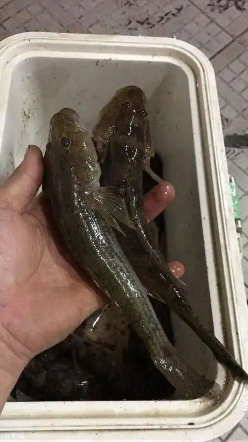 一起钓鱼的朋友,管这个鱼叫沙里爬,据说它能一整天趴在水底不动.