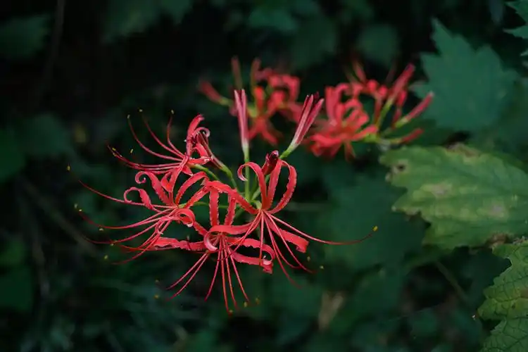 彼岸花高清图片壁纸 关于彼岸花的唯美图片→maigoo图库