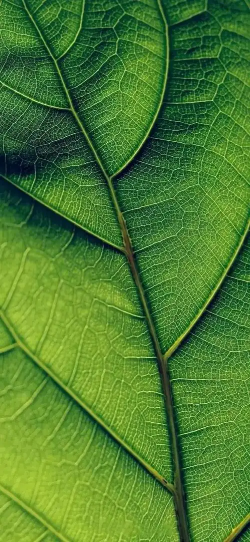 壁纸分享,漂亮的叶子,让人感到一股清新的自然气息