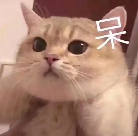 萌宠gif喵星人gif怎么会这样gif我惊呆了gif可爱gif呆萌gif