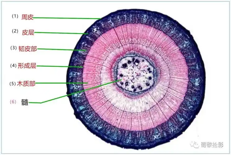 植物茎的内部结构),从外到内依次是:周皮—皮层—韧皮部—形成层