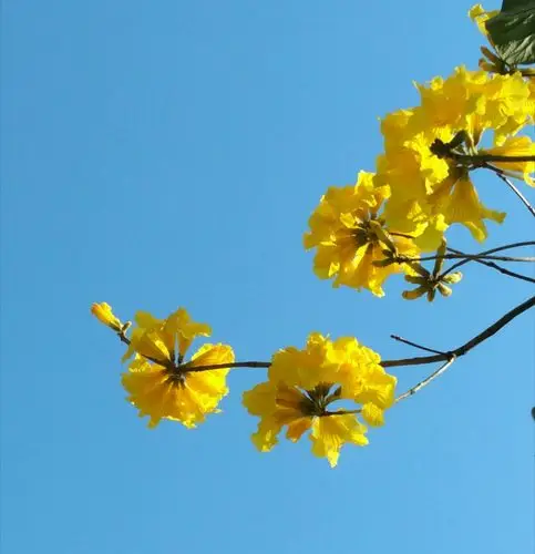 蓝天下的风铃花鲜艳明丽