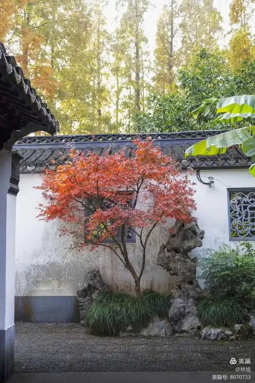 南翔古漪园,嘉定秋霞圃,松江醉白池齐名,是上海五大古典园林之一,具有