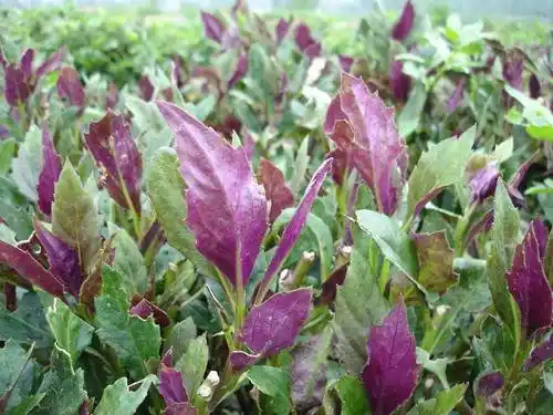 红背菜的功效与作用-红背菜的功效与作用,红,背,菜,功效,与,作用 - 早