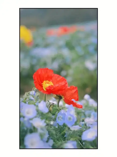 倒春寒有点冷春天快点回来01