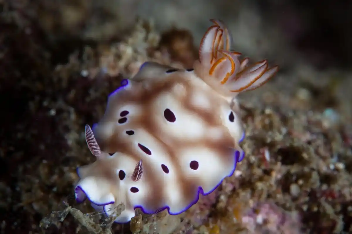 海兔是海洋中的软体动物,生活在浅海底部,以藻类和有机物为食.