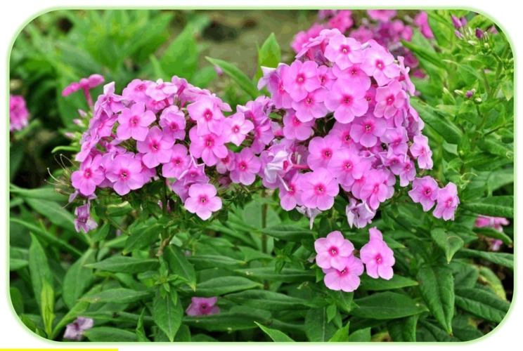 丛生福禄考小苗价格_丛生福禄考栽培管理方法