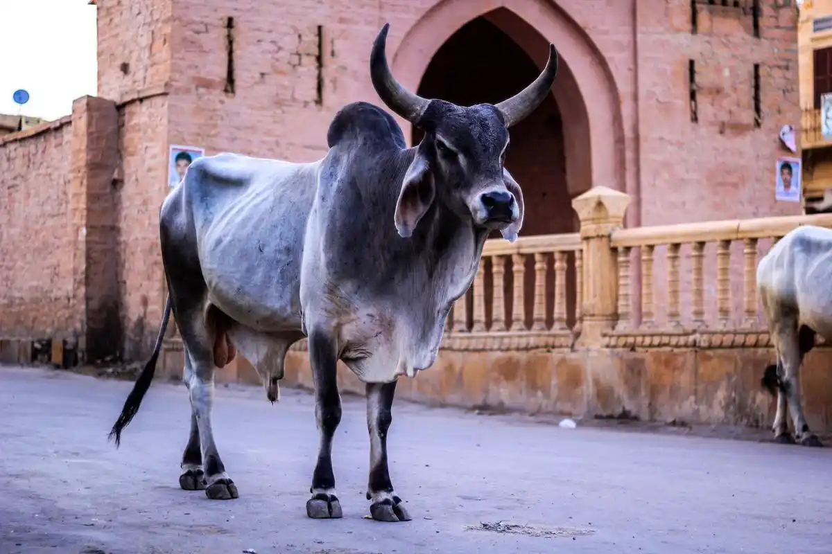 在印度乡间看到的水牛,皮肤为黑色,也没有公牛峰,相对来说就没有那么