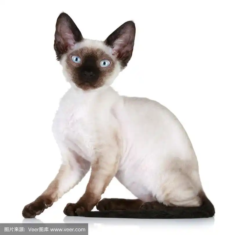 德文郡雷克斯猫特写肖像