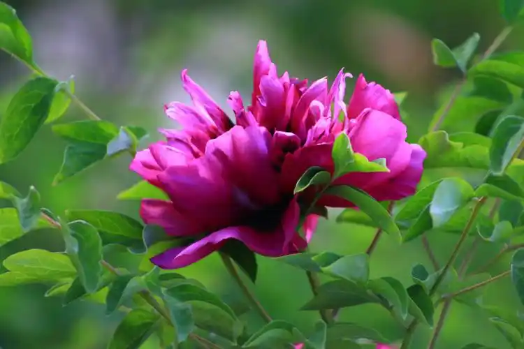 位于鄠邑区环山路边的阿姑泉牡丹园近期牡丹盛开,是赏花踏青,旅游