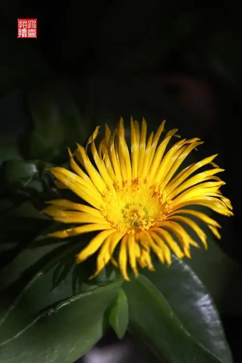 佛手掌开花 宛如金太阳