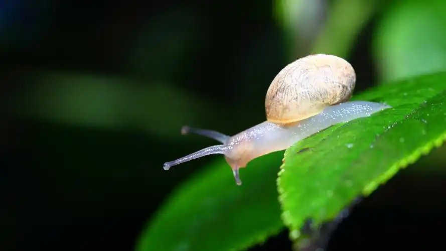 蜗牛微距图片壁纸