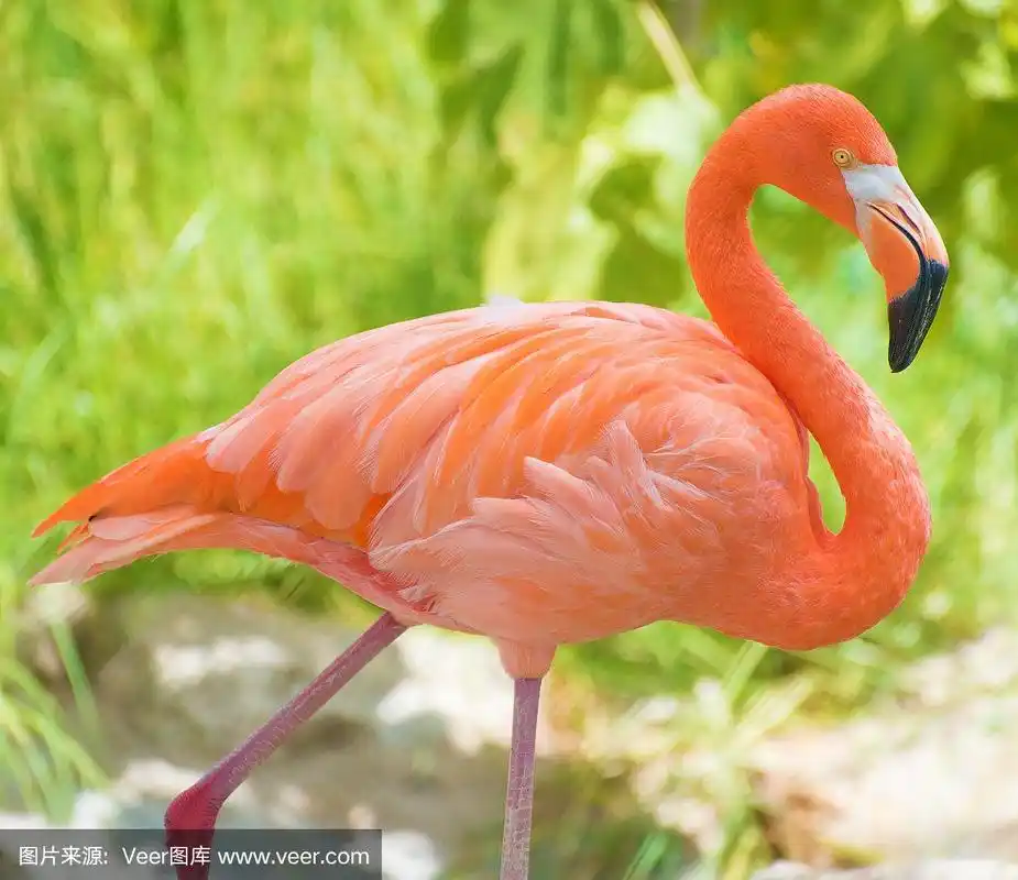 粉红色的火烈鸟.