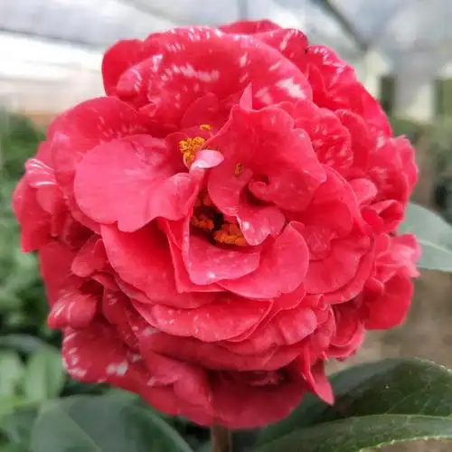 盛生农业四月购进茶花品种