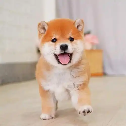 现货供应纯种柴犬活物幼犬  纯种秋田犬短毛犬柴犬幼犬哪里买