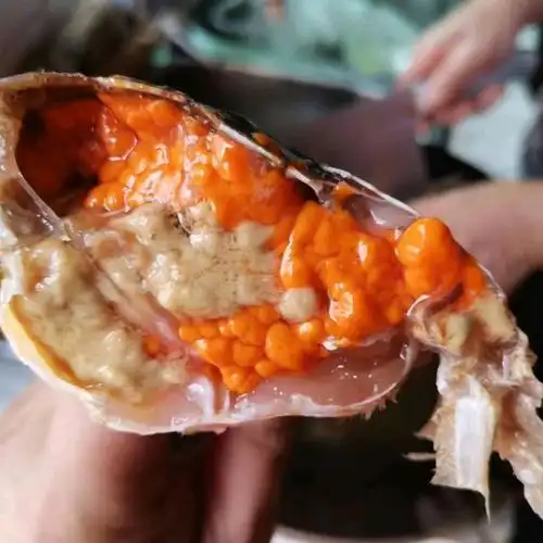 野生全母爆膏大青蟹3斤4只超大特大螃蟹顺丰空运鲜活到家牺牲包赔