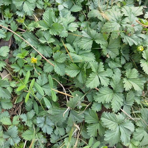 原生态新鲜蛇莓草潮汕青草和尚头坡野草莓蛇泡草落地杨梅干货 干货1斤