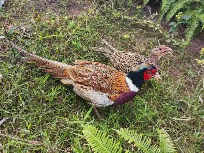 山鸡正宗生态散养七彩山鸡 活体包活 死亡包赔 成年山鸡(3公)【图片