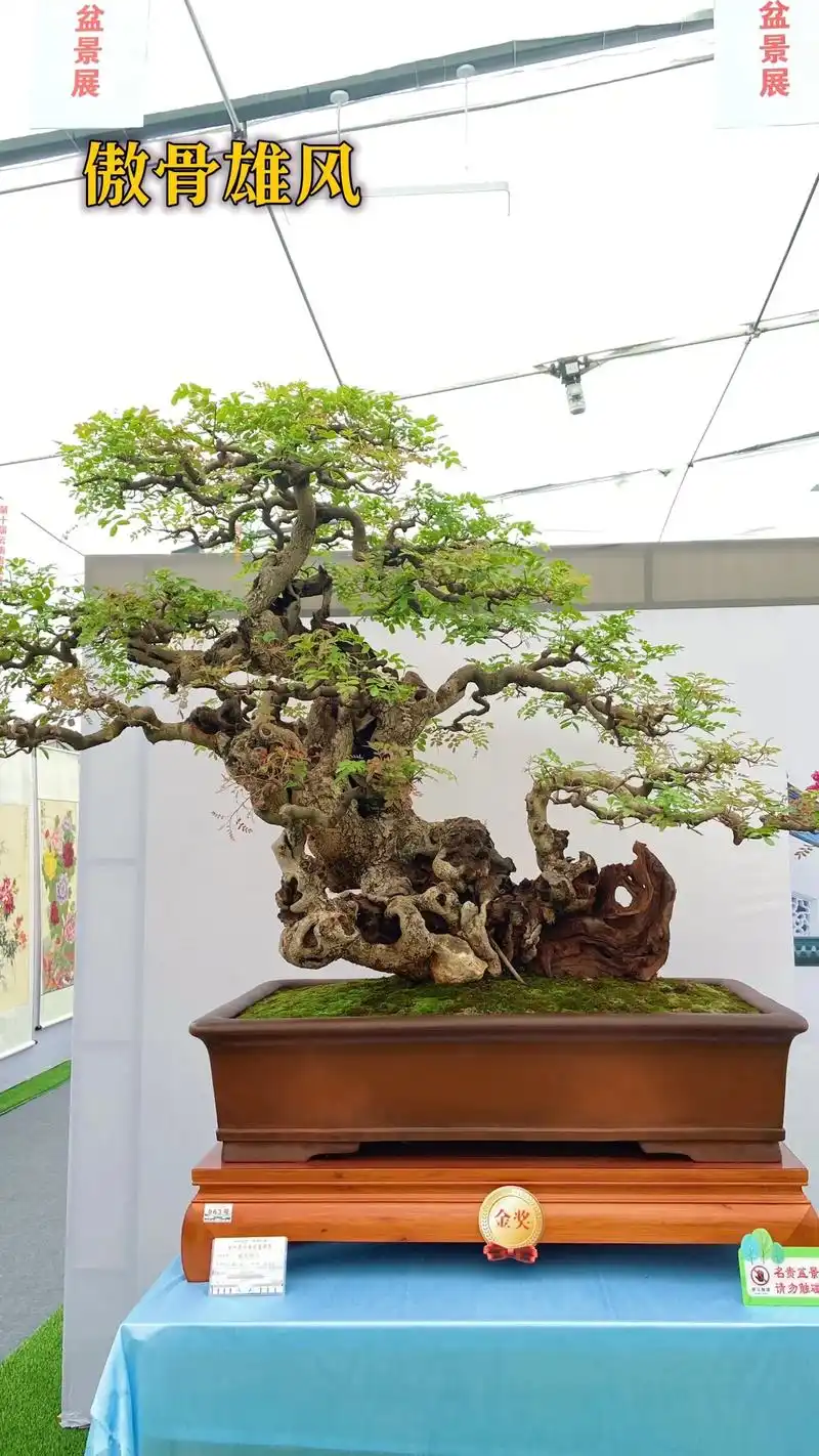 走进盆景艺术.看那树木,小小的一盆,却展现出千姿百态,像是一 - 抖音