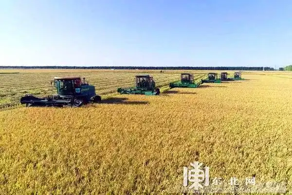 八五九农场水稻田收割现场.李明达 金琦 摄