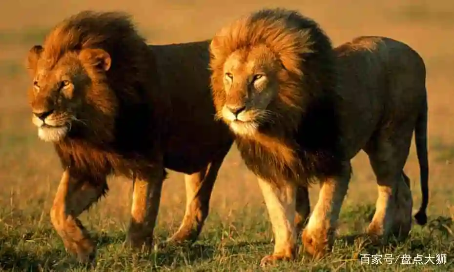如果把"万兽之王"狮子放到西伯利亚,它们能够生存下去吗?