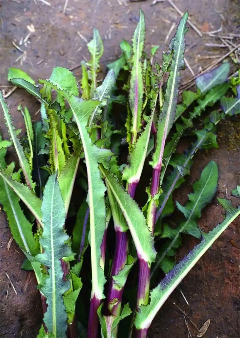 苦菜,属菊科植物苦定菜的嫩叶.药食兼具多年生草本植物.