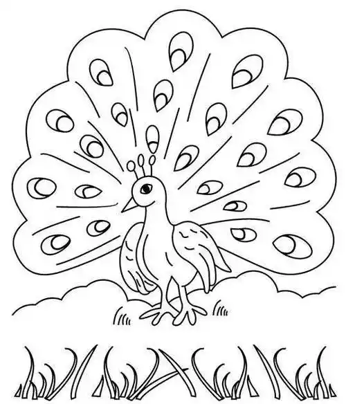简笔画孔雀简笔画孔雀开屏