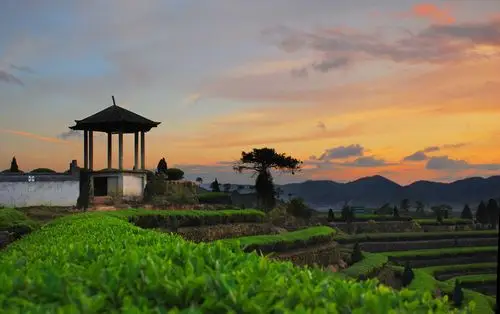 【茶影四摄影图片】福建泉州安溪生态摄影_绿野茶影_太平洋电脑网摄影