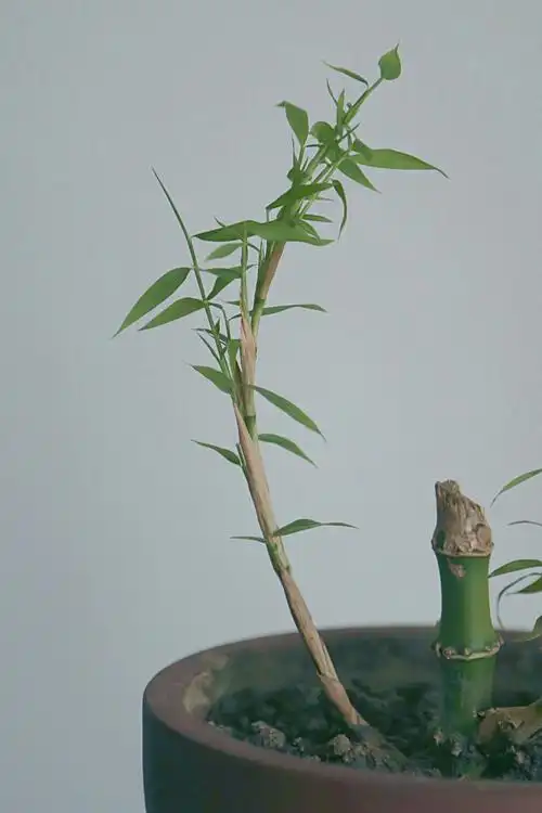 新竹能够超过旧有的竹子,凭仗老竹的催生与滋养.