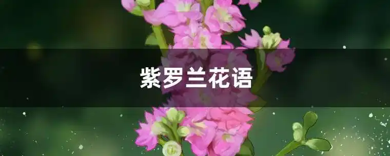 紫罗兰花语