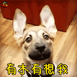 萌宠gif狗狗gif撩gif有木有想我gif有没有想我gifsoogifgifsoogif出品