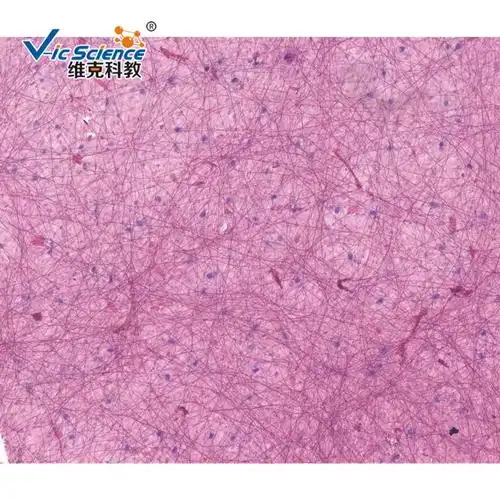 维克科教结缔组织教学标本高等教育使用教学切片组织学与胚胎学玻片