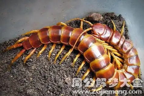 梦见白色蜈蚣是什么意思_梦到白色蜈蚣好不好_大鱼解梦网